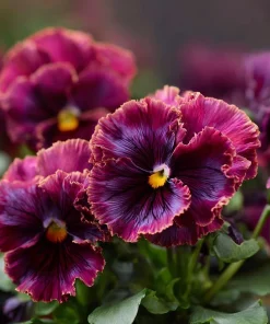 Frizzle Sizzle Raspberry Pansy Seeds - 25 Ruffled Viola Seeds, Rare Variety - Image 4