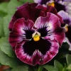 Frizzle Sizzle Raspberry Pansy Seeds - 25 Ruffled Viola Seeds, Rare Variety - Image 1