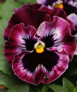 Frizzle Sizzle Raspberry Pansy Seeds - 25 Ruffled Viola Seeds, Rare Variety - Image 1