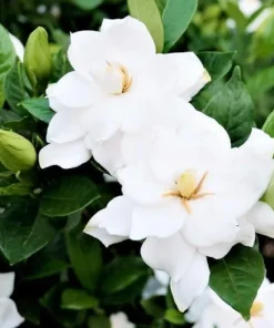Frostproof Jasmine Live Plant 4-6 Inch Tall - Sweet Fragrant White Blooms - Image 4