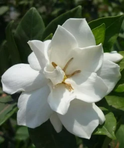 Frostproof Jasmine Live Plant 4-6 Inch Tall - Sweet Fragrant White Blooms - Image 6