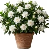 Frostproof Jasmine Live Plant 4-6 Inch Tall - Sweet Fragrant White Blooms - Image 1
