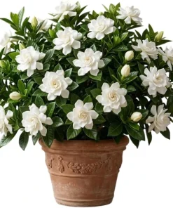 Frostproof Jasmine Live Plant 4-6 Inch Tall - Sweet Fragrant White Blooms - Image 1