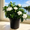 Frostproof Jasmine Live Plant – Fragrant Flowering Vine – 4-6 Inches Tall – Outdoor - Image 1