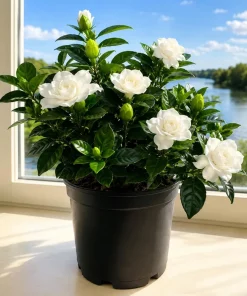 Frostproof Jasmine Live Plant – Fragrant Flowering Vine – 4-6 Inches Tall – Outdoor - Image 1