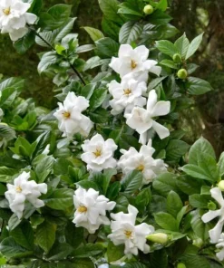 Frostproof Jasmine Live Plant – Fragrant White Flowers – 4-6 Inch Tall Vine - Image 2
