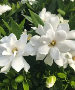 Frostproof Jasmine Live Plant – Fragrant White Flowers – 4-6 Inch Tall Vine - Image 3
