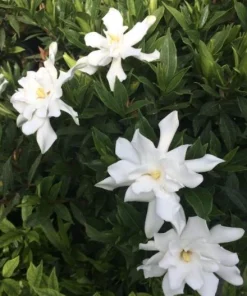 Frostproof Jasmine Live Plant – Fragrant White Flowers – 4-6 Inch Tall Vine - Image 4