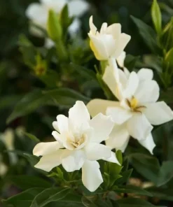 Frostproof Jasmine Live Plant – Fragrant White Flowers – 4-6 Inch Tall Vine - Image 5