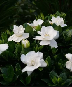 Frostproof Jasmine Live Plant – Fragrant White Flowers – 4-6 Inch Tall Vine - Image 6