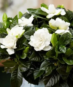 Frostproof Jasmine Live Plant – Fragrant White Flowers – 4-6 Inch Tall Vine - Image 7
