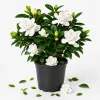 Frostproof Jasmine Live Plant - Fragrant White Flowering Vine, 4-6 Inch Tall - Image 1