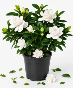 Frostproof Jasmine Live Plant - Fragrant White Flowering Vine, 4-6 Inch Tall - Image 1