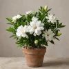 Frostproof Jasmine Live Plant – Fragrant White Flowers – 4-6 Inch Tall Vine - Image 1