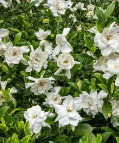 Frostproof Jasmine Live Plants 4-6 Inch Tall - Sweet Fragrant White Blooms - Image 2