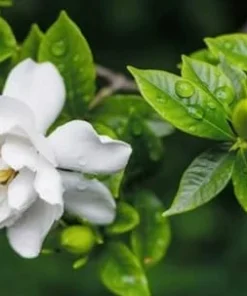 Frostproof Jasmine Live Plants 4-6 Inch Tall - Sweet Fragrant White Blooms - Image 3