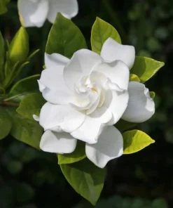 Frostproof Jasmine Live Plants 4-6 Inch Tall - Sweet Fragrant White Blooms - Image 4