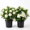 Frostproof Jasmine Live Plants 4-6 Inch Tall - Sweet Fragrant White Blooms - Image 1