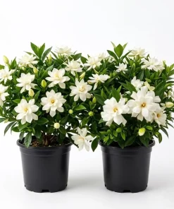 Frostproof Jasmine Live Plants 4-6 Inch Tall - Sweet Fragrant White Blooms - Image 1