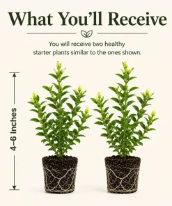 Frostproof Jasmine Live Plants, Fragrant White Flowering Vine, 2-Pack, 4-6 Inch Tall - Image 2