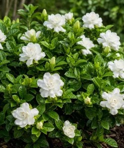 Frostproof Jasmine Live Plants, Fragrant White Flowering Vine, 2-Pack, 4-6 Inch Tall - Image 5