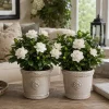 Frostproof Jasmine Live Plants, Fragrant White Flowering Vine, 2-Pack, 4-6 Inch Tall - Image 1