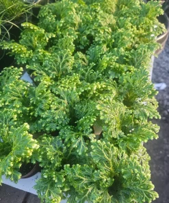 Frosty Fern Selaginella Live Plant – 2in or 4in Pot – Indoor Houseplant - Image 2