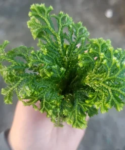 Frosty Fern Selaginella Live Plant – 2in or 4in Pot – Indoor Houseplant - Image 3