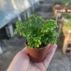 Frosty Fern Selaginella Live Plant – 2in or 4in Pot – Indoor Houseplant - Image 1