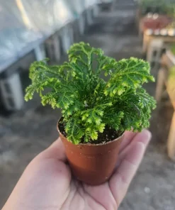 Frosty Fern Selaginella Live Plant – 2in or 4in Pot – Indoor Houseplant - Image 1