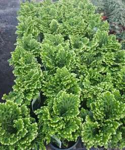 Frosty Fern Selaginella Live Plant – 2in or 4in Pot – Indoor Houseplant - Image 4