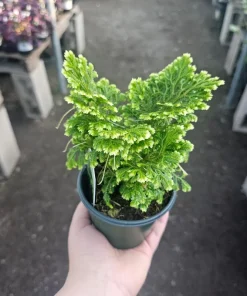 Frosty Fern Selaginella Live Plant – 2in or 4in Pot – Indoor Houseplant - Image 5