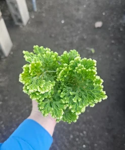 Frosty Fern Selaginella Live Plant – 2in or 4in Pot – Indoor Houseplant - Image 6