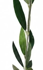 Fruitless Olive Tree Live Plant 6-10" Tall in 4" Pot - Drought Tolerant - Image 2