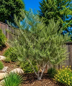 Fruitless Olive Tree Live Plant 6-10