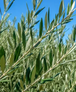 Fruitless Olive Tree Live Plant 6-10