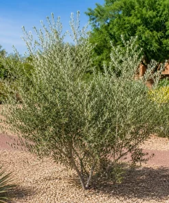 Fruitless Olive Tree Live Plant 6-10