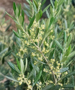 Fruitless Olive Tree Live Plant 6-10
