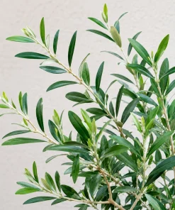 Fruitless Olive Tree Live Plant 6-10