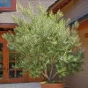 Fruitless Olive Tree Live Plant 6-10" Tall in 4" Pot - Drought Tolerant - Image 1
