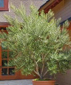Fruitless Olive Tree Live Plant 6-10" Tall in 4" Pot - Drought Tolerant - Image 1