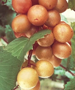 Fry Muscadine Live Grape Vine Plant - 1-2 Year Old - Outdoor Fruit - Image 1