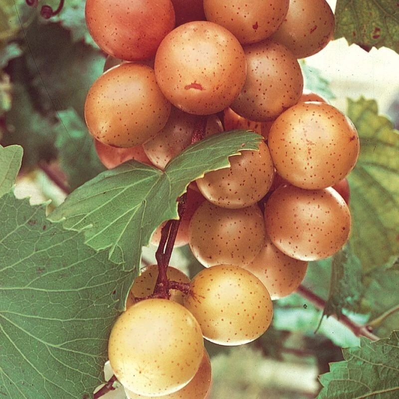 Fry Muscadine Live Grape Vine Plant - 1-2 Year Old - Outdoor Fruit - Image 1