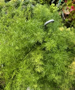 Fuzzy Frizz Fern Live Plant - Curly Boston Fern Indoor Houseplant - Image 3