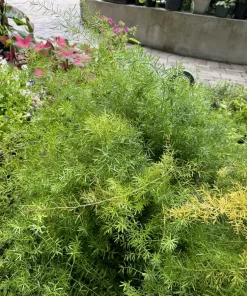 Fuzzy Frizz Fern Live Plant - Curly Boston Fern Indoor Houseplant - Image 4
