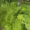 Fuzzy Frizz Fern Live Plant - Curly Boston Fern Indoor Houseplant - Image 1