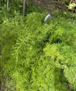 Fuzzy Frizz Fern Live Plant - Curly Boston Fern Indoor Houseplant - Image 1