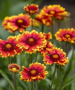 Gaillardia aristata Seeds - Blanket Flower - 200 Seeds - Red & Yellow Blooms - Outdoor Perennial - Image 3