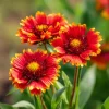 Gaillardia aristata Seeds - Blanket Flower - 200 Seeds - Red & Yellow Blooms - Outdoor Perennial - Image 1