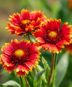 Gaillardia aristata Seeds - Blanket Flower - 200 Seeds - Red & Yellow Blooms - Outdoor Perennial - Image 1